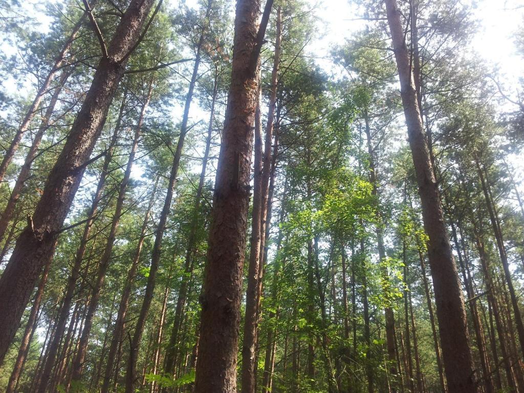 Osrodek Wypoczynkowy Amber Βίλα Kąty Rybackie Εξωτερικό φωτογραφία