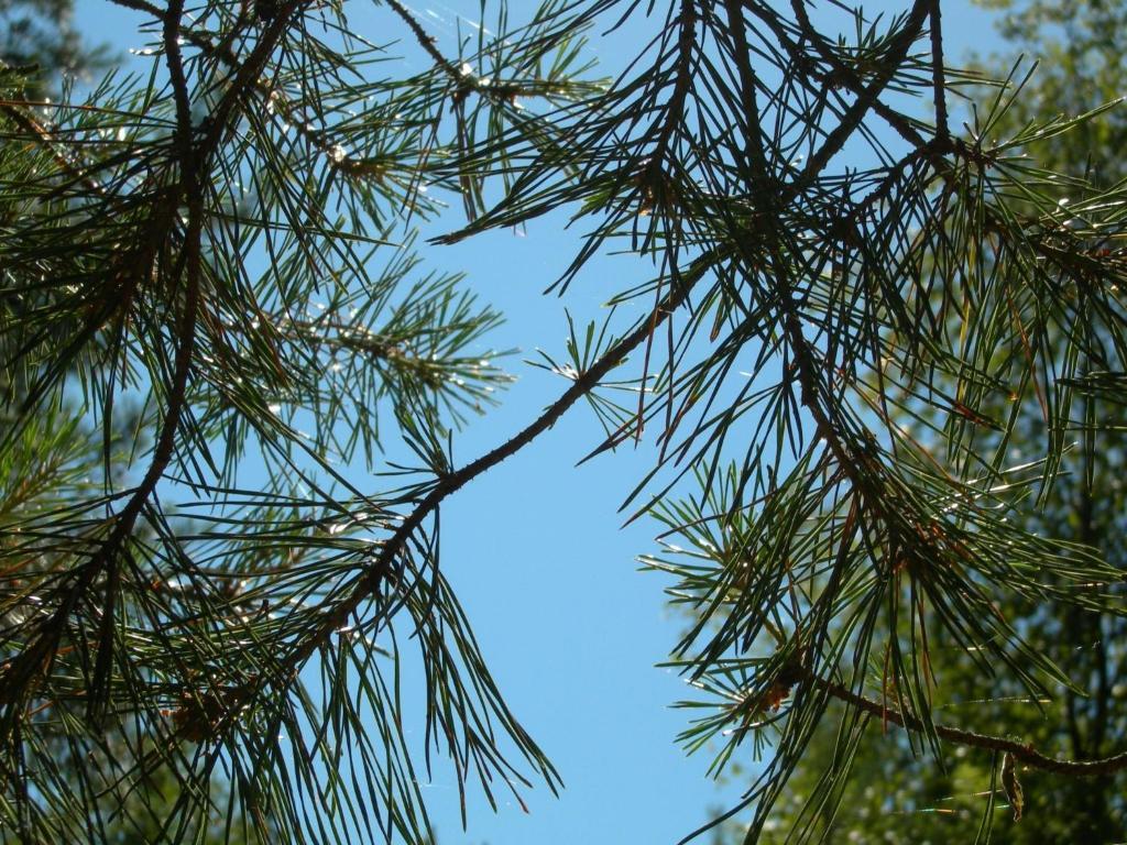 Osrodek Wypoczynkowy Amber Βίλα Kąty Rybackie Εξωτερικό φωτογραφία